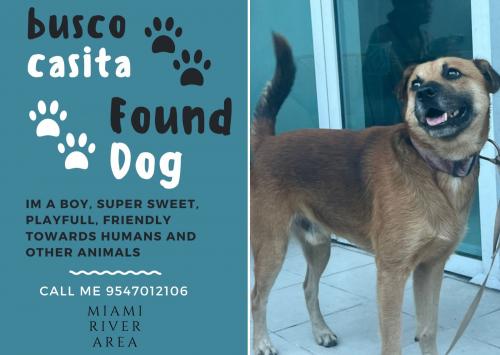 Found/Stray Male Dog last seen Sewell park miami Florida , Miami, FL 33131