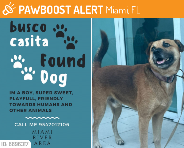 Rehomed Male Dog last seen Sewell park miami Florida , Miami, FL 33131