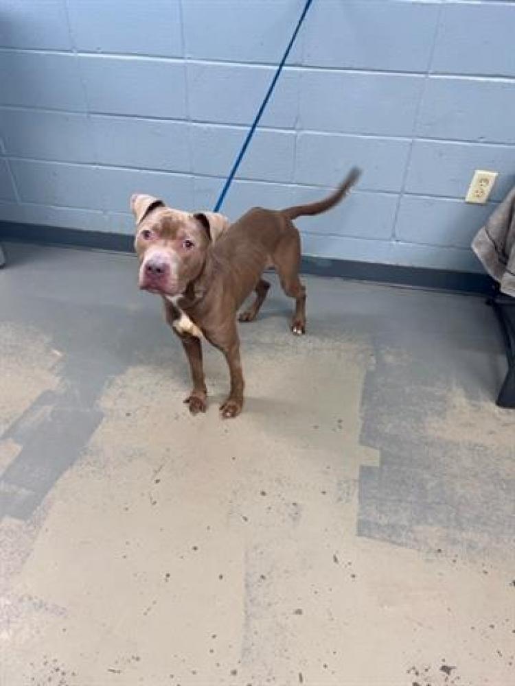 Shelter Stray Male Dog last seen DICK WILSON BLVD, TALLAHASSEE FL 32301, Tallahassee, FL 32311
