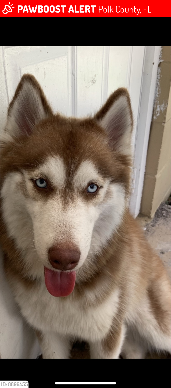 Polk County, FL Lost Male Dog, KJ Is Missing PawBoost
