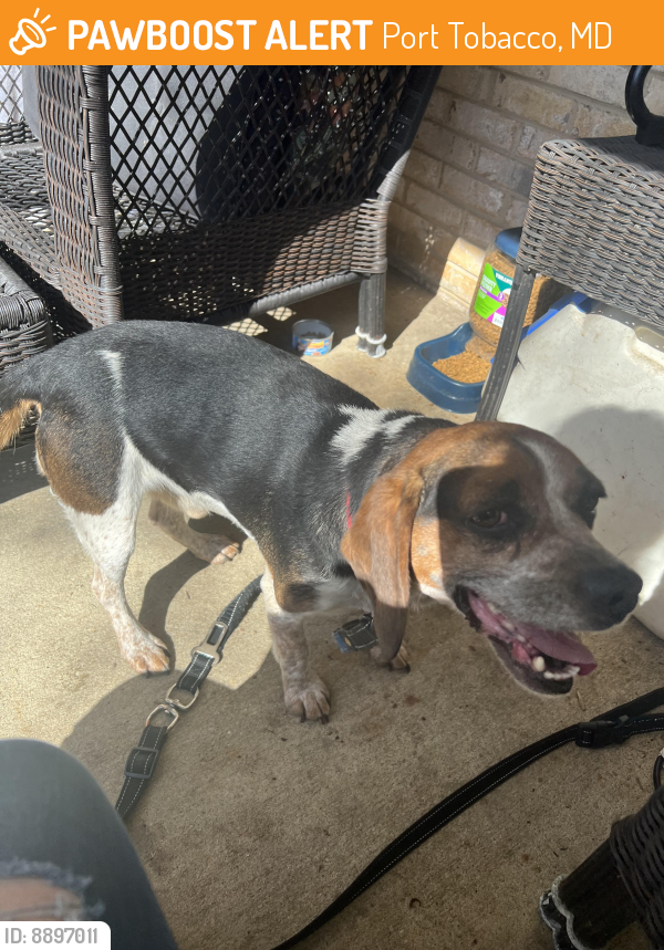 Found/Stray Male Dog last seen Burch Rd, Port Tobacco, MD 20677