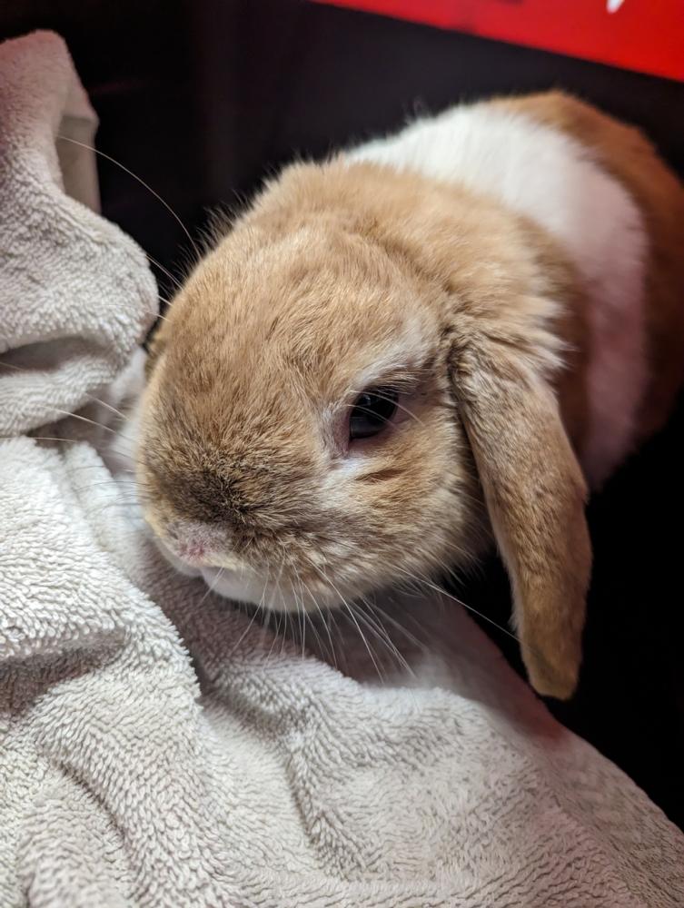 Shelter Stray Male Rabbit last seen Near 52nd Street, San Diego, CA, 92105, San Diego, CA 92110