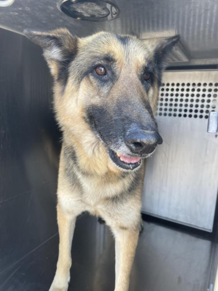 Shelter Stray Male Dog last seen , Tucson, AZ 85745