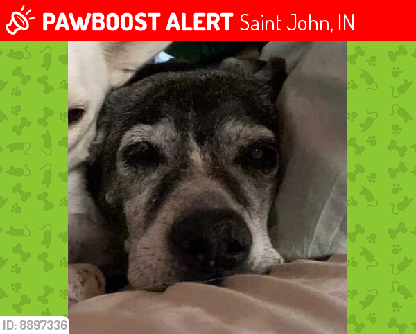 Lost Female Dog last seen Thielen Street between Joliet and Hart Street in St John IN, Saint John, IN 46373