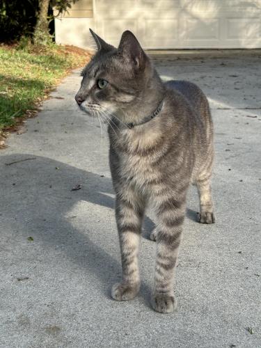 Lost Unknown Cat last seen Autumn Woods Blvd , North Naples, FL 34109