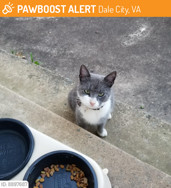 Found/Stray Female Cat last seen End of Glendale road , Dale City, VA 22193