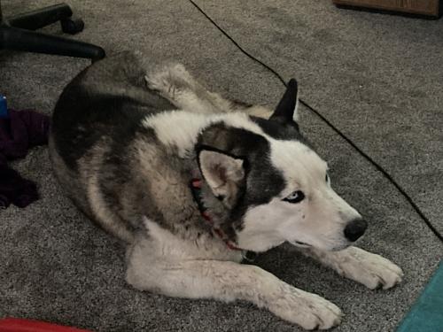 Found/Stray Male Dog last seen S Nogales hwy , Tucson, AZ 85756
