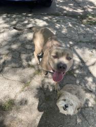 Reunited Female Dog last seen Livingston Ave, Fort Worth, TX 76110, USA, Fort Worth, TX 76110