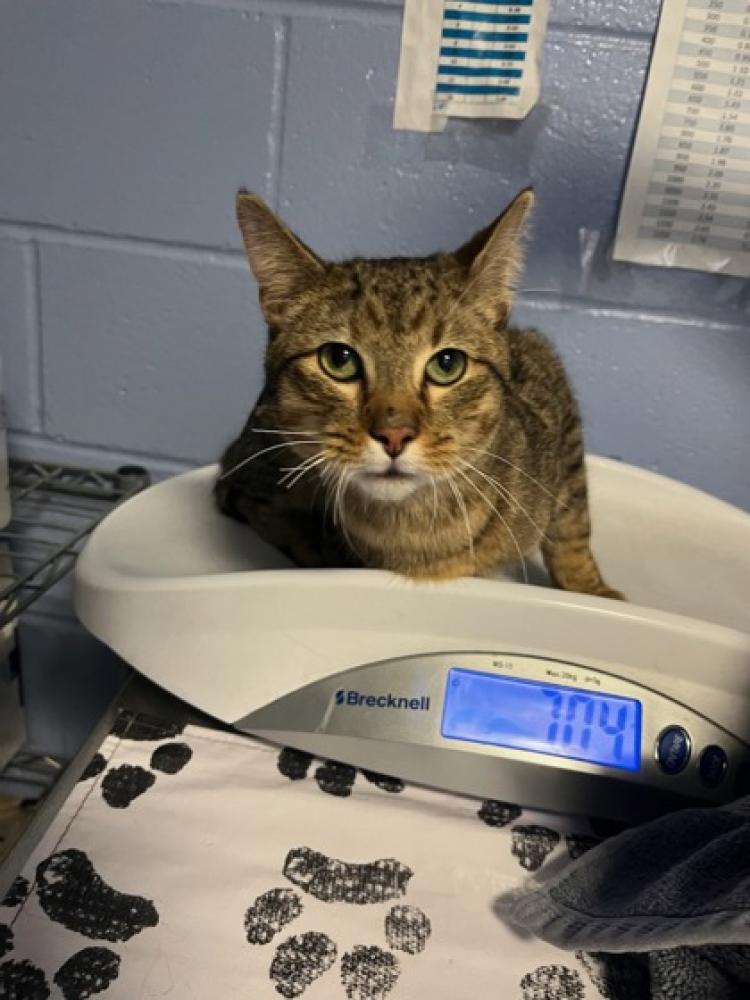 Shelter Stray Male Cat last seen Near Rock Creek Ford Road NW 20011, NW, DC, Washington, DC 20011
