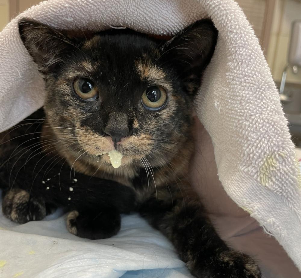 Shelter Stray Female Cat last seen Bayview Height Drive, San Diego, CA, 92105, San Diego, CA 92110