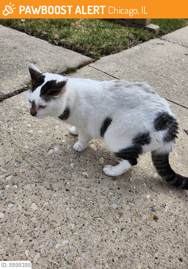 Found/Stray Unknown Cat last seen Shabbona  Park, Chicago, IL 60634