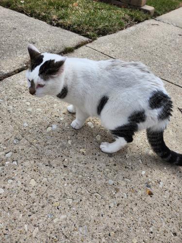 Found/Stray Unknown Cat last seen Shabbona  Park, Chicago, IL 60634