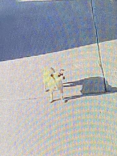 Lost Female Dog last seen Near s mission rd tucson az 85746, Tucson, AZ 85746