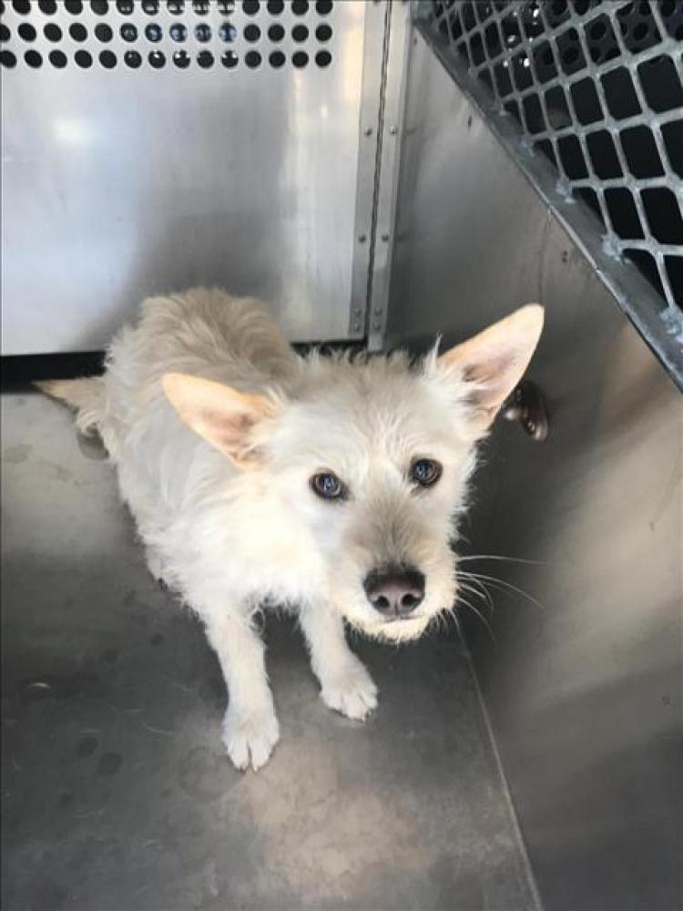 Shelter Stray Male Dog last seen , Tucson, AZ 85745