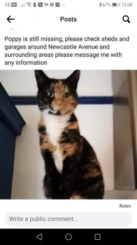 Lost Female Cat last seen Bakery Yard, Newcastle Avenue , Nottinghamshire, England S80
