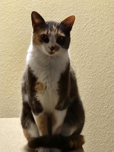 Lost Female Cat last seen Near Dowdy Dr and Hearn Ave , Santa Rosa, CA 95407