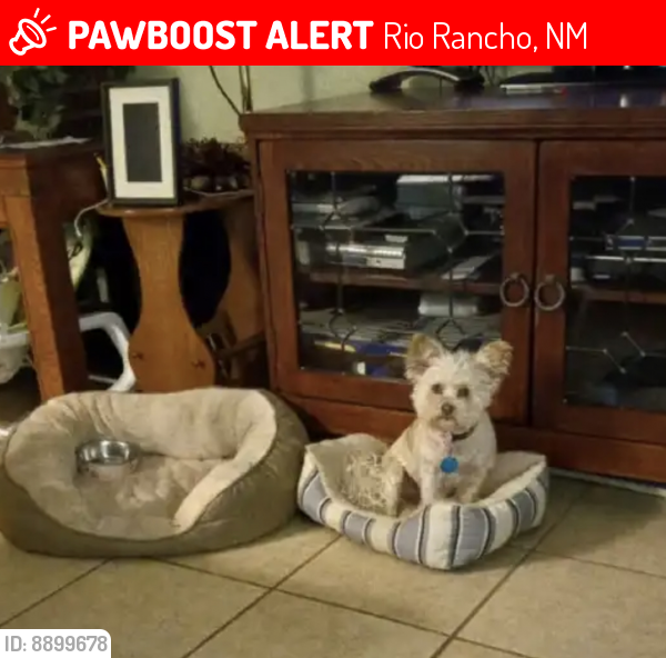 Lost Female Dog last seen Corrales Rd, Grande Vista Rd, Rio Rancho, NM 87144