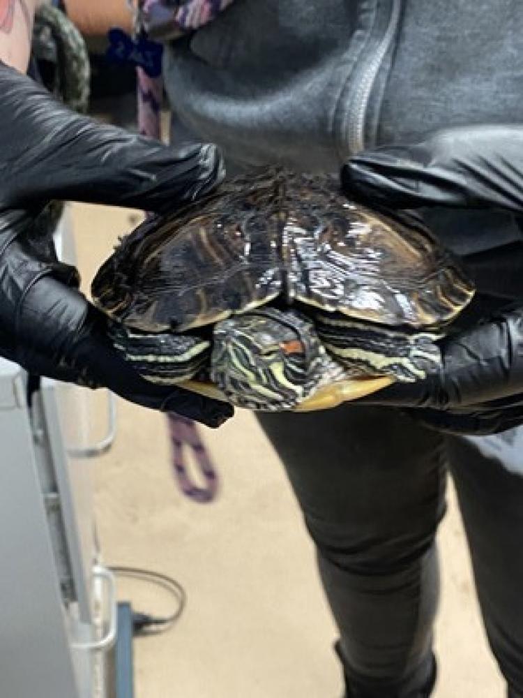 Shelter Stray Unknown Turtle last seen Near Morningside Village Ln A Atlanta, 30340,, 30340, GA, Chamblee, GA 30341