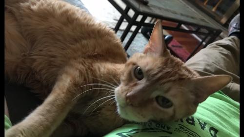 Lost Male Cat last seen Near valleyview drive Orland Park , Orland Park, IL 60467