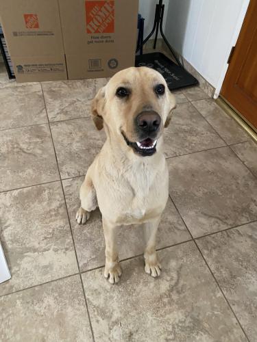 Found/Stray Male Dog last seen Park and Fort Lowell, Tucson, AZ 85719