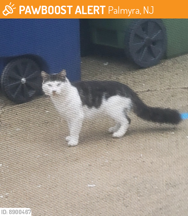 Found/Stray Unknown Cat last seen Van sant drive Palmyra , Palmyra, NJ 08065