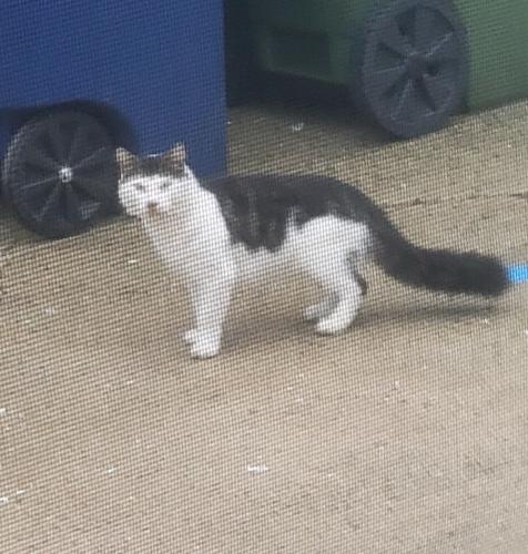 Found/Stray Unknown Cat last seen Van sant drive Palmyra , Palmyra, NJ 08065