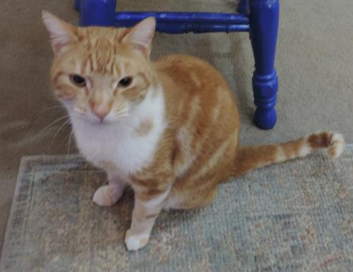 Found/Stray Male Cat last seen North Shallowford and Summer Rose Drive, Chamblee, 30341, Chamblee, GA 30341