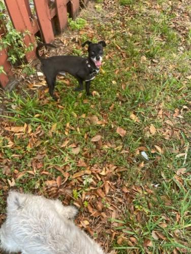 Found/Stray Male Dog last seen 173rd Drive, Hialeah, FL 33015