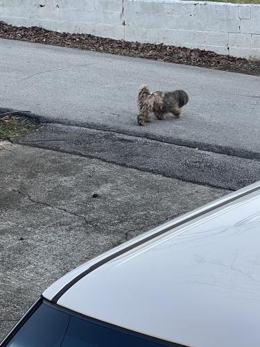 Found/Stray Male Dog last seen Kennesaw street , Buford, GA 30518