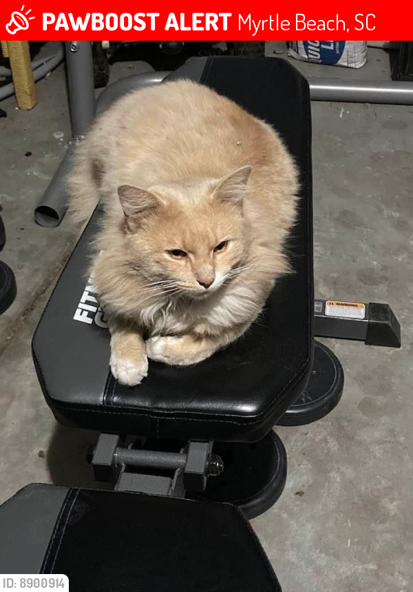 Lost Male Cat last seen West Perry Road, Myrtle Beach, SC 29579