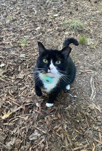 Lost Male Cat last seen Yanceyville Rd , Guilford County, NC 27214