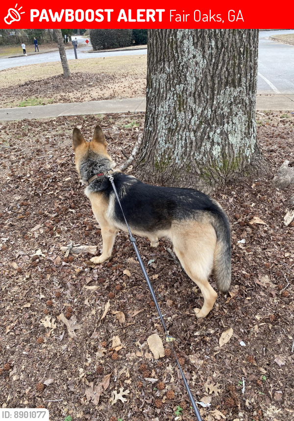 Lost Male Dog last seen Bellemeade , Fair Oaks, GA 30008