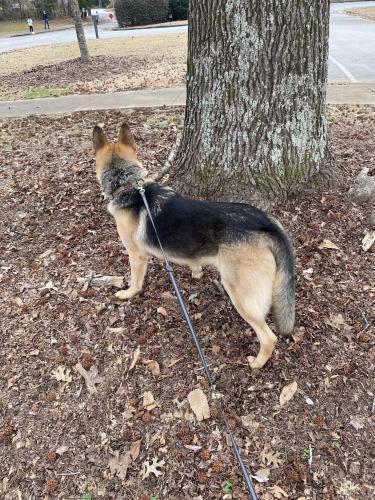 Lost Male Dog last seen Bellemeade , Fair Oaks, GA 30008