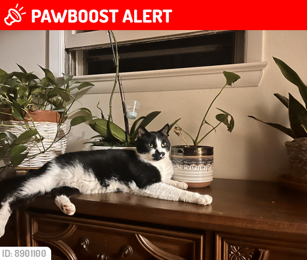 Lost Male Cat last seen Darcy Rd. District Heights ,MD, Prince George's County, MD 20747