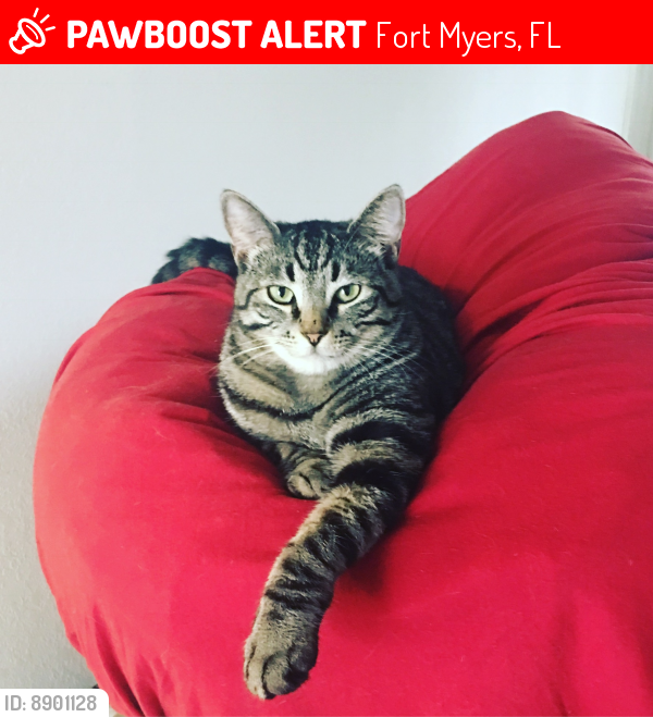 Lost Male Cat last seen Colonial and winkler, Fort Myers, FL 33966