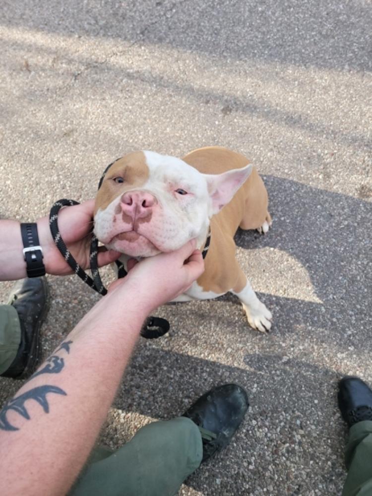 Shelter Stray Male Dog last seen Cincinnati, OH 45211, Cincinnati, OH 45223