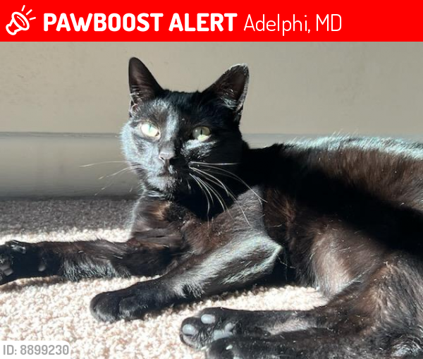 Lost Female Cat last seen Pinewood ct, not too far from navy lab, Adelphi, MD 20783