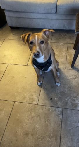 Found/Stray Male Dog last seen Near Rural and US60, Tempe, AZ 85282