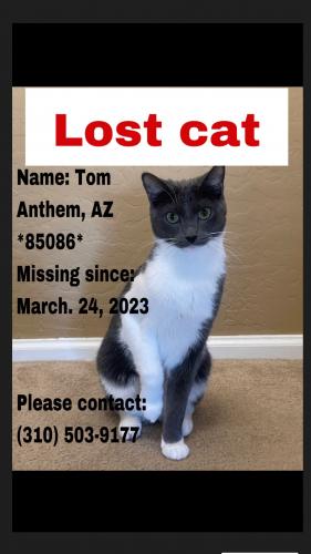 Lost Male Cat last seen Near N. 45th Dr. Phoenix Az 85086, Phoenix, AZ 85086