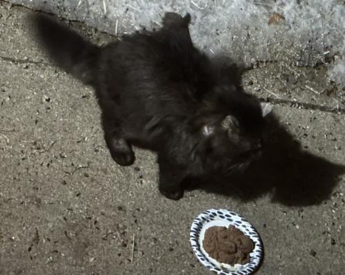 Found/Stray Unknown Cat last seen Irving Ave S and W 63rd St, Richfield, MN 55423