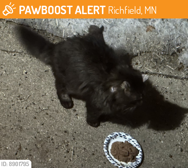 Found/Stray Unknown Cat last seen Irving Ave S and W 63rd St, Richfield, MN 55423