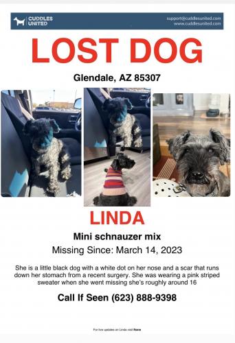 Lost Female Dog last seen 99th and Missouri, Glendale, AZ 85307