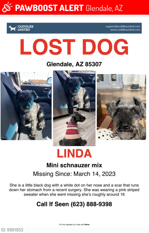Lost Female Dog last seen 99th and Missouri, Glendale, AZ 85307