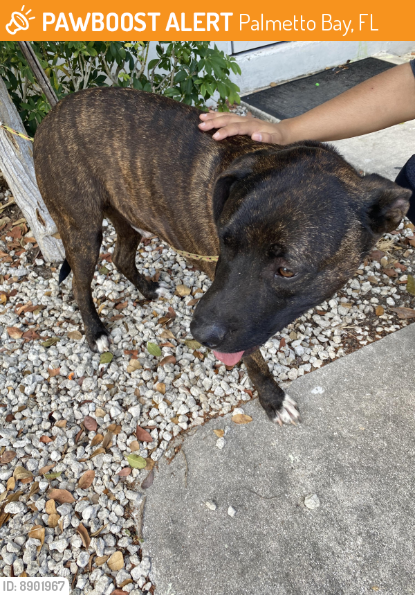Found/Stray Male Dog last seen Kimchi Asian Mart , Palmetto Bay, FL 33157