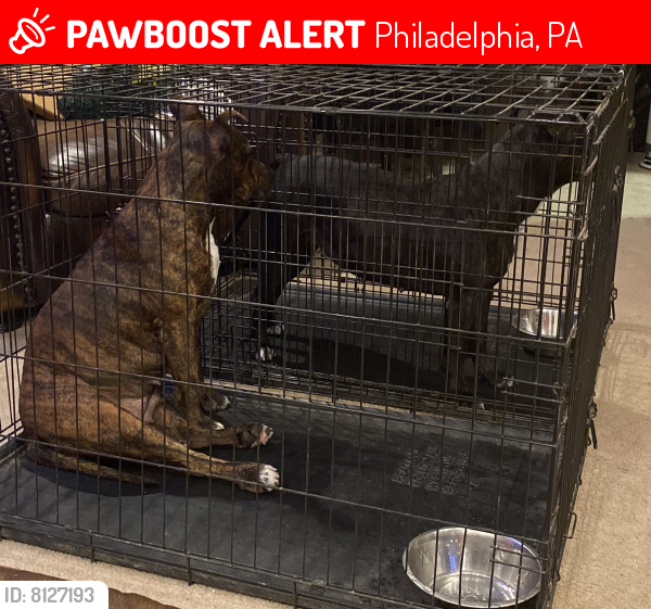 Lost Female Dog last seen Montgomery Avenue , Philadelphia, PA 19121