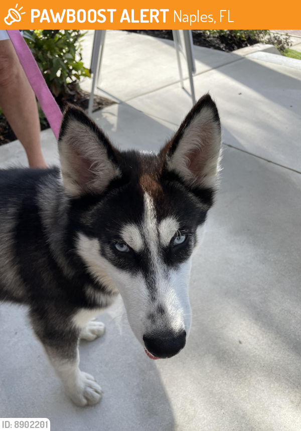 Found/Stray Male Dog last seen Near Central Ave, Naples, FL 34102