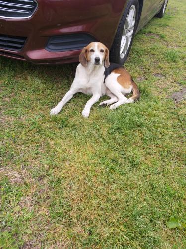Found/Stray Female Dog last seen Cross rds, Clarendon County, SC 29001