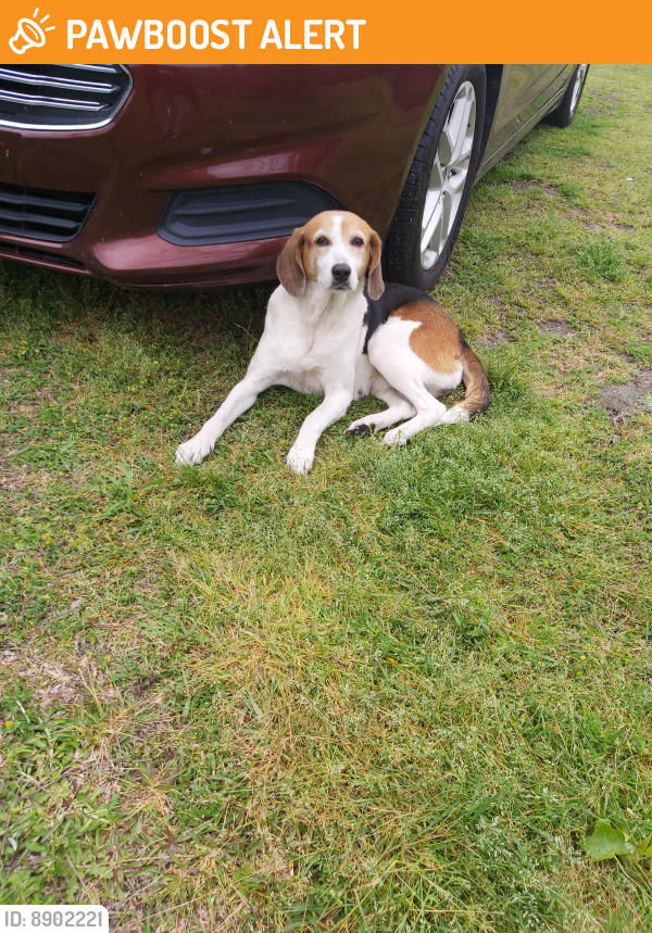 Found/Stray Female Dog last seen Cross rds, Clarendon County, SC 29001
