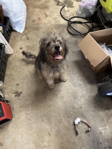Found/Stray Female Dog last seen Whispering Pines Dr and Fisherman Trl, Hall County, GA 30504