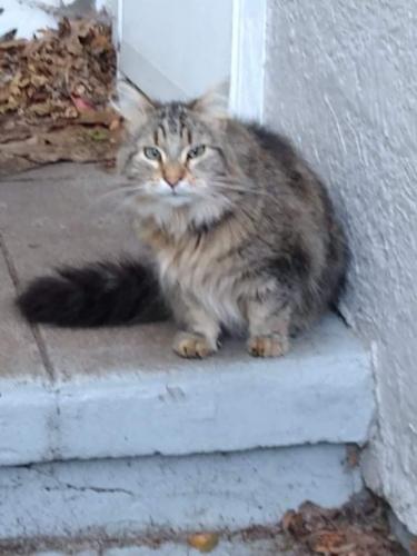 Lost Male Cat last seen 4th Ave south, South Saint Paul, MN 55075